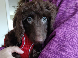 Beautiful Chocolate Brown Cockapoo Puppy