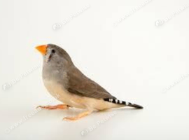 Timor zebra finch