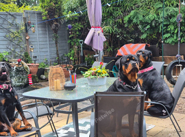 Rottweiler puppies