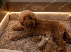 ️ Stunning F1b Toy Cockapoo&rsquo;s ️