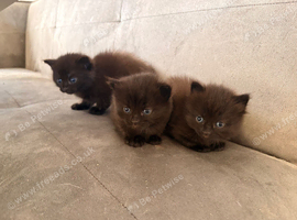 3 Gorgeous Kittens