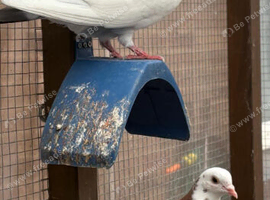 3 male pigeons