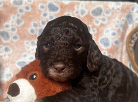 Sproodle puppies