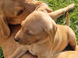Lab looking for new home