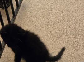 Female kittens