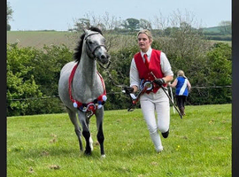 Stunning Welsh b gelding