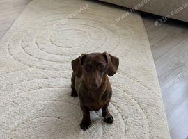 Chocolate and tan kc female dachshund