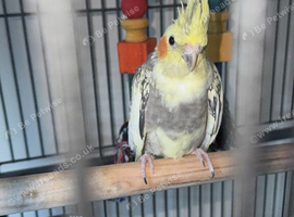 Beautiful female pear cockatiel and 9 months old.