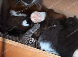 Lovely litter of kittens