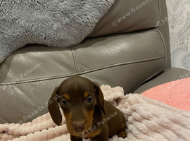 Beautiful dachshund puppies