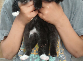 3 kittens for sale, 2 girls, 1 boy