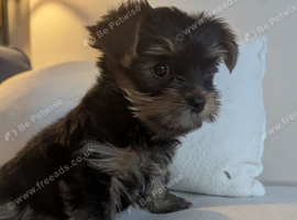 3 Beautiful Boy Yorkshire Terrier Puppies Ready for Loving Homes