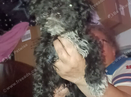 10 month old puppy (girl).it's with heavy heart .that we have to sell our little Bella.she loves other dogs.we have 2 other dogs.she is the sweetest g