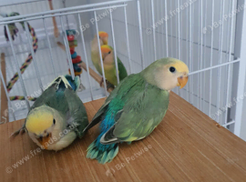 Peach Face lovebirds