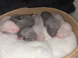 ferret kits