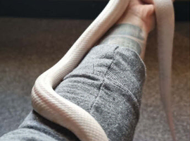 White Corn Snake