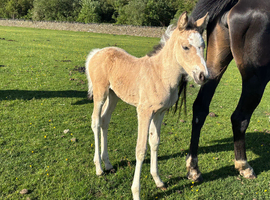 Gorgeous dun and white filly foal!