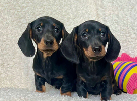 Beautiful miniature dachshund puppies