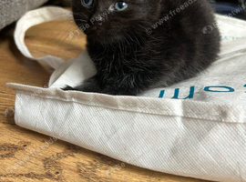 5 kittens ready 14th sep