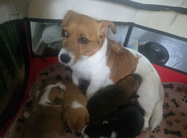 Jack Russell