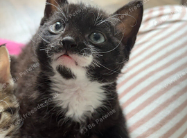 Black and white boy kitten