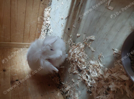 2 female rabbits
