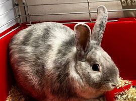 Rabbit