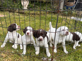Working springer pups