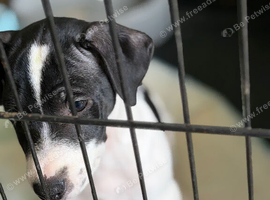 2 male Jack Russell