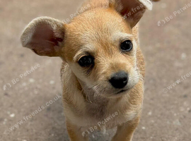 Last two! Tiny mini chihuahua x mini jack