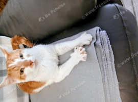 Handsome Cat
