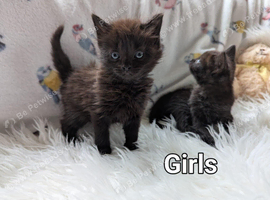 Persian cross  Fluffy Dark Brown female kittens.  Ready to leave