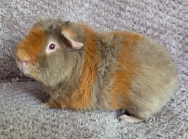 Teddy Boars available