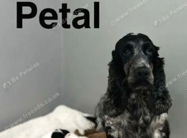 Petal 4 beautiful colour cockapoo girls and boys waiting for a home now