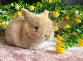 Three gorgeous baby bunnies for sale