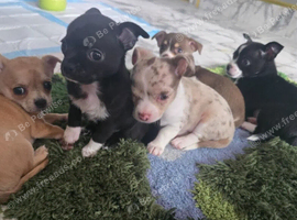 Beautiful mini chihuahuas puppies