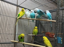 Budgies
