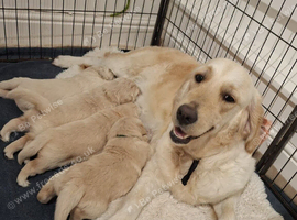 Gorgeous puppies