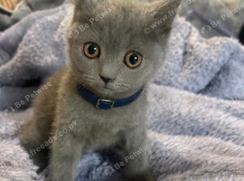 5 pure British Short Hair kittens looking for their forever homes.