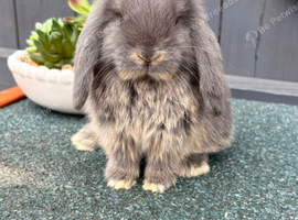 Blue Otter Buck Mini Lop