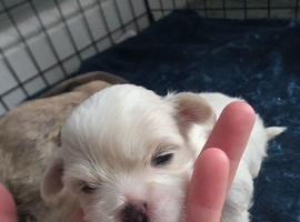 Cava-tzu x Dachshund