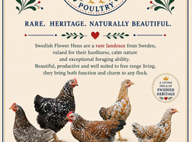 Laying Swedish Flower Hens - rare breed
