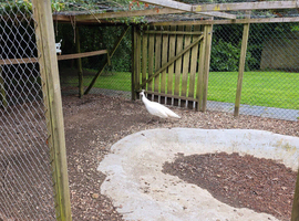 Mature white peahen