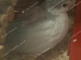 Male button quails