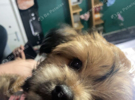 Chihuahua/Yorkshire terrier