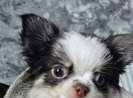 Boy chihuahua 12 weeks old