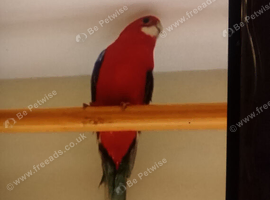 Female Rossela for sale