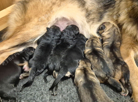 Beautiful German Shepherds