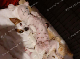 Jack Russell