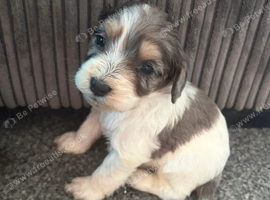 Beautiful maltipoo puppies